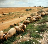 Schafe in der Wste Negev (Green Pastures)