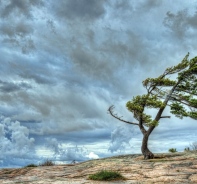 Baum im Wind