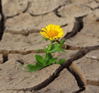 Blume auf trockenem Boden