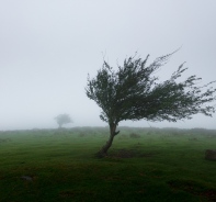 Baum im Sturm