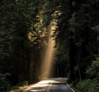 Ein Lichtstrahl im Wald