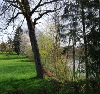 Die Aare bei Wolfwil