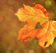 Ein Herbstblatt (Bild: pixabay)