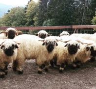 Einige Schafe von Stephan Maag