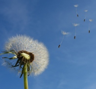 Schirmchenflieger Pusteblume